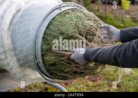 a man pulling a freshly sawn fir tree through a tube to wrap it in a net Stock Photo