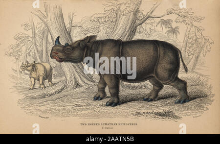 Two-horned Sumatran rhinoceros, Dicerorhinus sumatrensis, extinct. Handcoloured engraving on steel by William Lizars from a drawing by James Stewart from Sir William Jardine's 'Naturalist's Library: Mammalia, Pachydermes or Thick-Skinned Quadrupeds' published by W. H. Lizars, Edinburgh, 1836. Stock Photo
