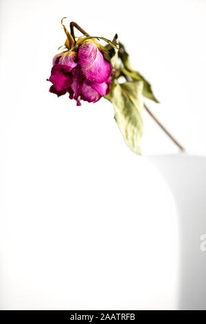 faded, dried rose in white vase isolated on white background Stock Photo