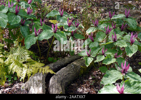 The Brown/Maroon Coloured Trillium Red Sessile (Toadshade/ Wake-robin) grown in a Border at RHS Garden Harlow Carr, Harrogate, Yorkshire. England, UK Stock Photo