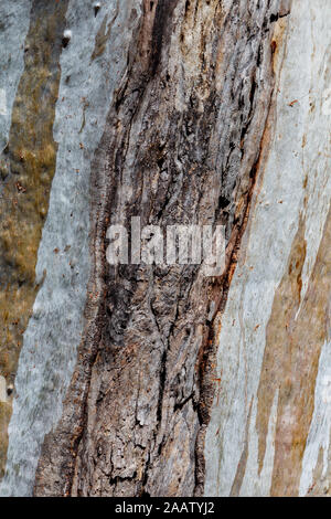 Abstract tree bark close up grey brown Stock Photo