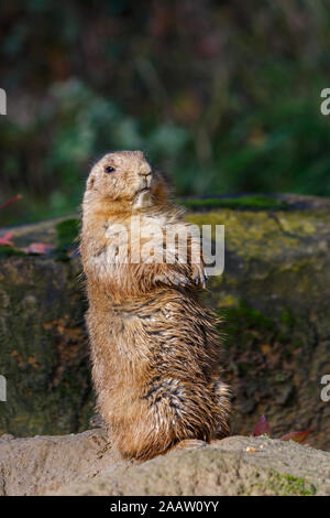 Brown Prairie Dog standing Upright Looking at Camera Stock Photo