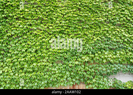 ivy green leaves growing on a wall background Stock Photo