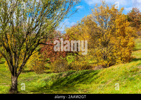 Colorful autumn trees October Yellowing grass park scenery beautiful autumn day Deciduous tree and shrubs Indian summer garden Stock Photo