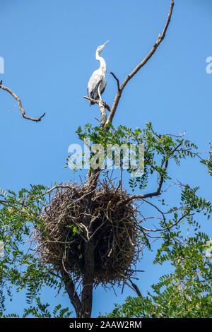 Gray heron perching on tree nest, Prague Czech Republic Stock Photo
