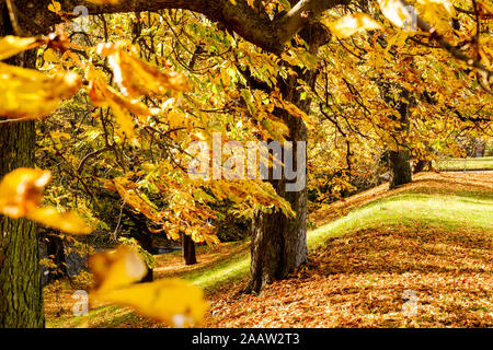 Horse chestnut tree autumn in park Vysehrad, Prague, autumn colours, Deciduous tree yellow autumn park Stock Photo
