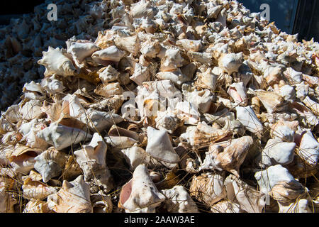 Full frame shot of conch shells at farm, Providenciales, Turks And Caicos Islands Stock Photo