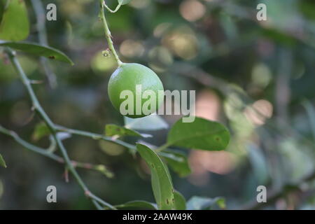 green lemons on tree in garden,green lemons on tree in garden Stock Photo