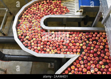 Conveyor belt with apples in water Stock Photo