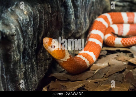 Orange Snake crawling into a stone wall Stock Photo