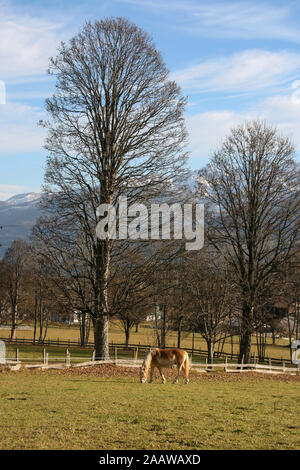 A horse grazing alone underneath a tree. Mountain scenery in the background with a typical wooden fence. Autumn set in with leaves on the ground. Stock Photo