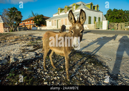 Portrait of wild donkey standing on land against house at Cockburn town, Grand Turk Stock Photo