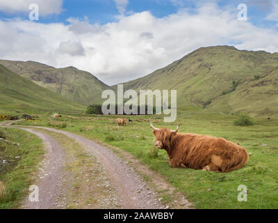 Highland cattle sitting on grassy land against cloudy sky, Scotland, UK Stock Photo