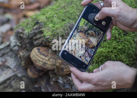 Hands of young woman in city park at autumn times, taking pictures of nature by smart phone in HDR resolution Stock Photo