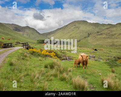 Highland cattle standing on grassy land against cloudy sky, Scotland, UK Stock Photo