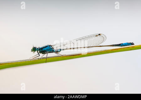 Germany, Bavaria, Upper Bavaria, blue tailed damselfly (Ischnura elegans) on grass Stock Photo