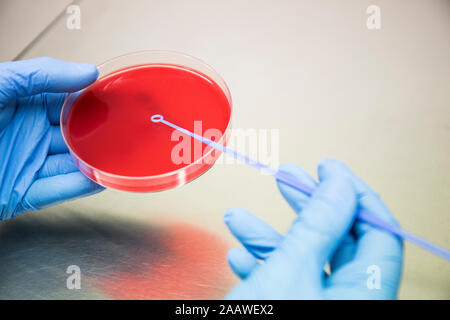 Crop hands in gloves putting samples on petri dish while working in microbiologist laboratory Stock Photo