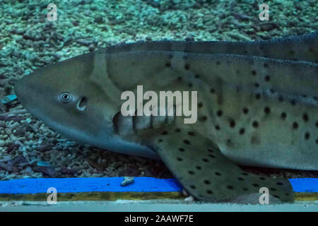 Large fish in a marine aquarium close-up view Stock Photo