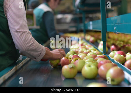 Female workers checking apples on conveyor belt in apple-juice factory Stock Photo