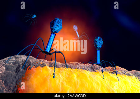 Bildagentur | mauritius images | Color enhanced transmission electron  micrograph of enterobacteria phage T2, a virulent bacteriophage of the  T4-like viruses genus that infects E. coli bacteria.