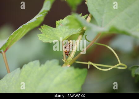Tawny yellow eye bee with orange and red hair and black back is a hymenopterous solitary insect sitting on a fresh green leaf on a spring day in a gar Stock Photo