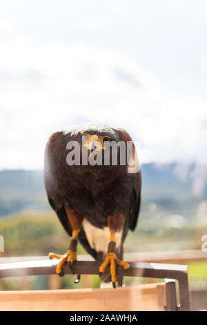 Portrait of a buzzard Stock Photo