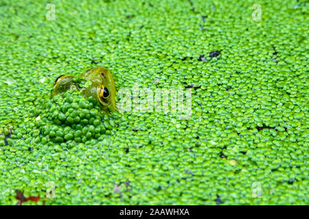 Close-up of frog swimming in pond Stock Photo