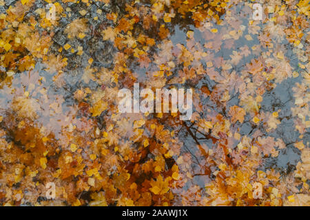 Autumn leaves in a puddle Stock Photo