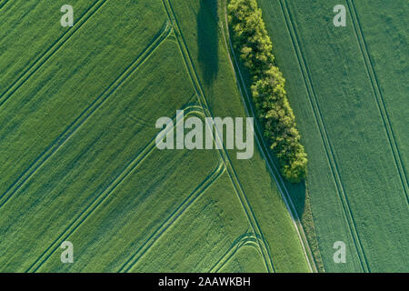 Germany, Mecklenburg-Western Pomerania, Aerial view of dirt road between green vast wheat fields in spring Stock Photo