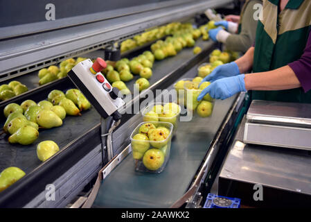 Industrial packaging of pears in plastic bowls Stock Photo