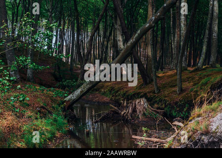 Stream amidst trees in woodland at Poland Stock Photo