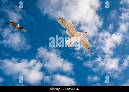 Two seagulls in the sky Stock Photo