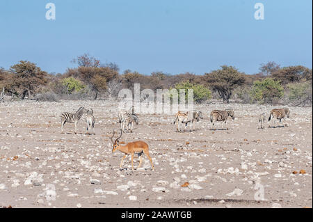 One Impala - Aepyceros melampus- with a group of Burchells Plains Zebras -Equus quagga burchelli- in the background, grazing on the plains of Etosha National Park. Stock Photo