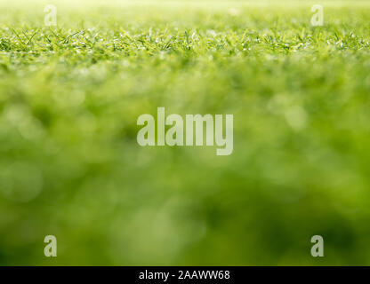 Texture of plastic artificial grass of soccer field by shallow depth of field Stock Photo