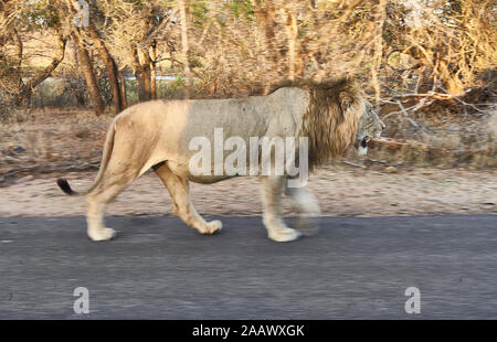 Male Lion walking through Kruger National Park, Lesotho, Africa Stock Photo