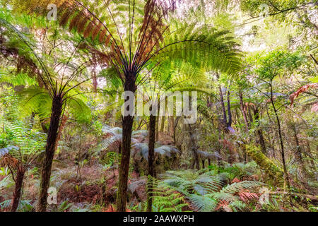 Rainforest and ferns, Fiordland National Park, South Island, New Zealand Stock Photo