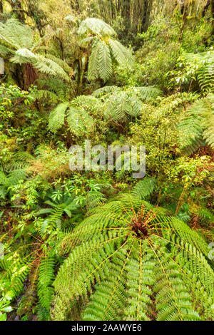 Rainforest and ferns, Fiordland National Park, South Island, New Zealand Stock Photo
