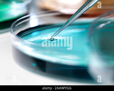 Close-up of samples pipetting in petri dish containing blue agar jelly for experiment at laboratory Stock Photo