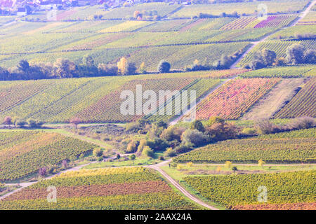 Neustadt an der Weinstraße: vineyards, ways in Weinstraße, German Wine Route, Rheinland-Pfalz, Rhineland-Palatinate, Germany Stock Photo