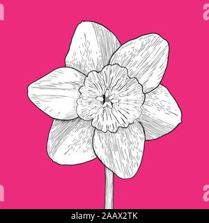 Drawing and sketch flower with black line-art on pink background. Design element. Can be used for cards, invitations, banners, posters, print design. Stock Vector