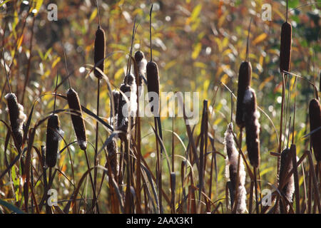 A row of Common Bulrush plants (Typha latifolia) growing outdoors in a natural environment. Autumn colors nature background. Stock Photo