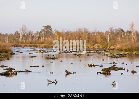 Low water level at wetland National Park 'de Groote Peel' due to extreme drought weather 2018, revealing very (centuries) old peat stumps, trunks and Stock Photo