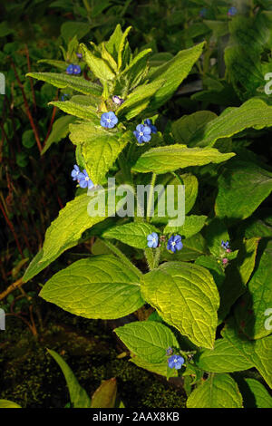 Pentaglottis sempervirens (green alkanet) is a perennial plant native to Western Europe and usually found in damp or shaded places. Stock Photo