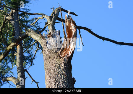 A tree damaged in a typhoon in Kyoto, Japan. Stock Photo