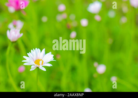 White daisy on a green meadow close-up Stock Photo