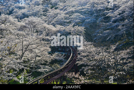 Cherry blossom with slope car track at Funaoka Castle Ruin Park in Fukushima, Japan. Stock Photo