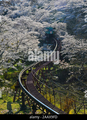 Cherry blossom with slope car track at Funaoka Castle Ruin Park in Fukushima, Japan. Stock Photo