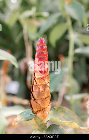 Close-up of red cone of red button ginger plant, Costus woodsonii, in garden of Edison estate, Fort Myers, Florida, USA Stock Photo