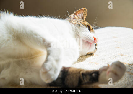 Tabby and white cat lying sunbathing. Stock Photo