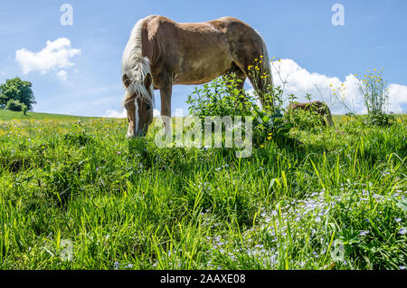 Horses in a Meadow in Bavaria Stock Photo